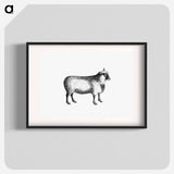 アートポスター-Sheep from On the Domesticated Animals of the British Islands
 - 大英図書館 Poster.