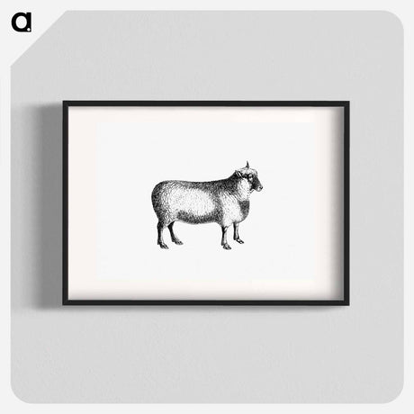 アートポスター-Sheep from On the Domesticated Animals of the British Islands
 - 大英図書館 Poster.