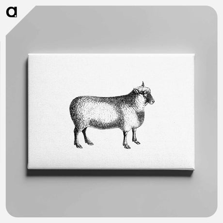 アートパネル-Sheep from On the Domesticated Animals of the British Islands
 - 大英図書館 Canvas.