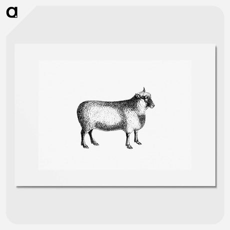 アートポスター-Sheep from On the Domesticated Animals of the British Islands
 - 大英図書館 Poster.