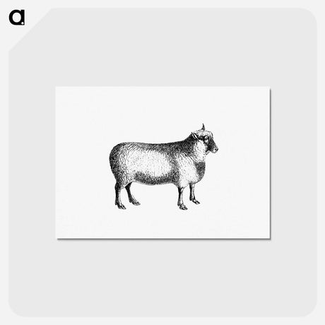 アートポストカード-Sheep from On the Domesticated Animals of the British Islands
 - 大英図書館 Postcard.