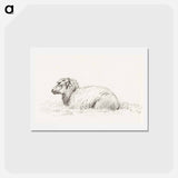 アートポストカード-Lying sheep - ジャン ベルナール Postcard.