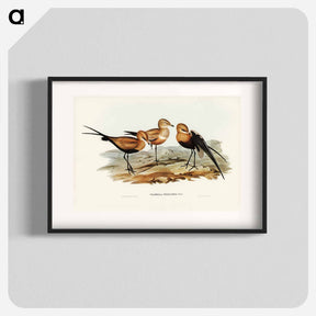 アートポスター-Australian Pratincole
 - ジョン グールド Poster.