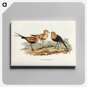 アートパネル-Australian Pratincole
 - ジョン グールド Canvas.