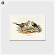 アートポストカード-Australian Pratincole
 - ジョン グールド Postcard.