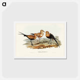 アートポストカード-Australian Pratincole
 - ジョン グールド Postcard.