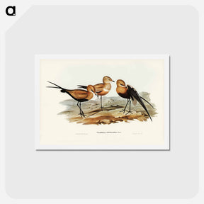 アートポストカード-Australian Pratincole
 - ジョン グールド Postcard.