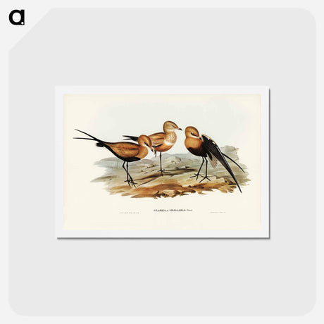 アートポストカード-Australian Pratincole
 - ジョン グールド Postcard.