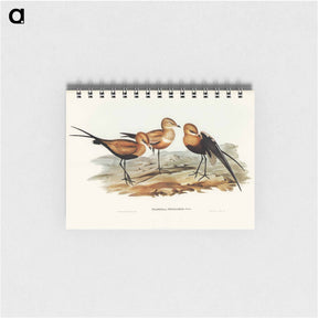 アートメモ帳-Australian Pratincole
 - ジョン グールド Memo.