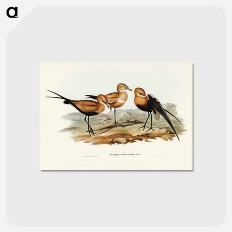 アートポストカード-Australian Pratincole
 - ジョン グールド Postcard.