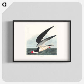 アートポスター-Black Skimmer
 - ジョン ジェームス オーデュボン Poster.