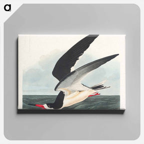 アートパネル-Black Skimmer
 - ジョン ジェームス オーデュボン Canvas.