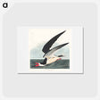 アートポストカード-Black Skimmer
 - ジョン ジェームス オーデュボン Postcard.