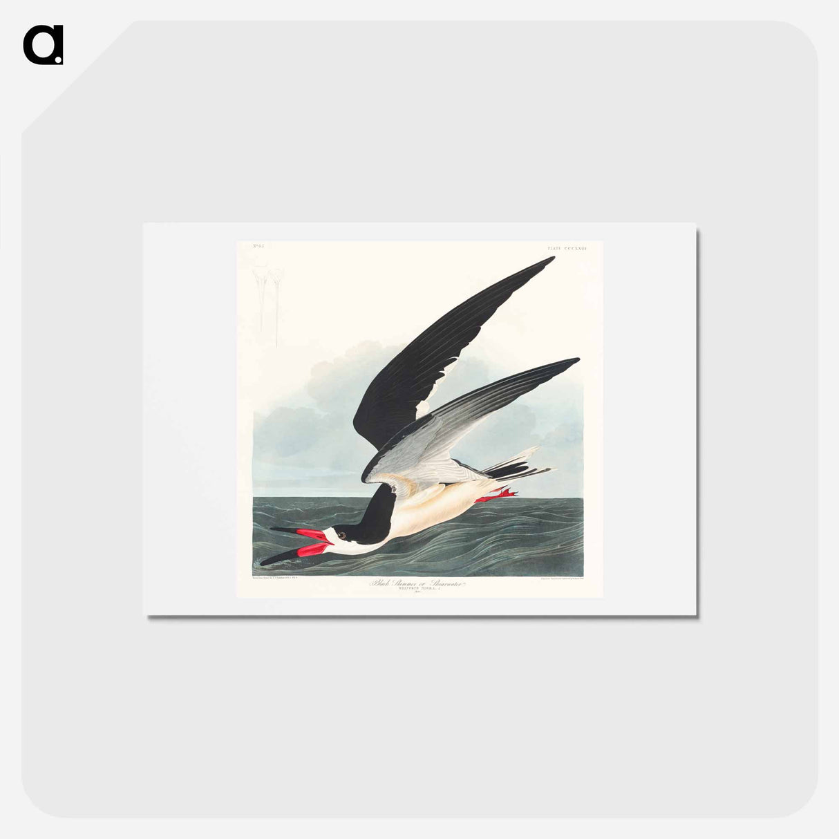 アートポストカード-Black Skimmer
 - ジョン ジェームス オーデュボン Postcard.