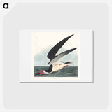 アートポストカード-Black Skimmer
 - ジョン ジェームス オーデュボン Postcard.