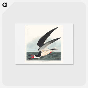 アートポストカード-Black Skimmer
 - ジョン ジェームス オーデュボン Postcard.