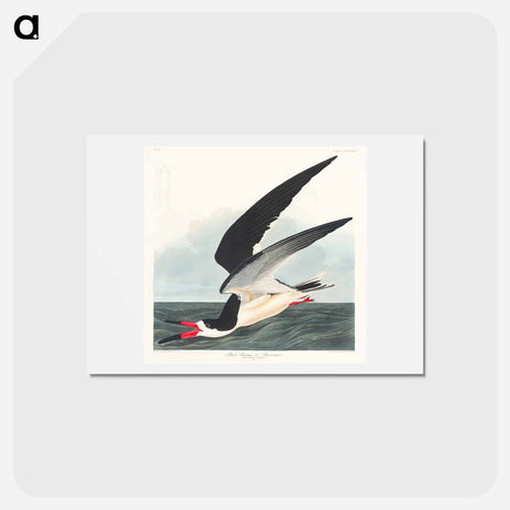 アートポストカード-Black Skimmer
 - ジョン ジェームス オーデュボン Postcard.
