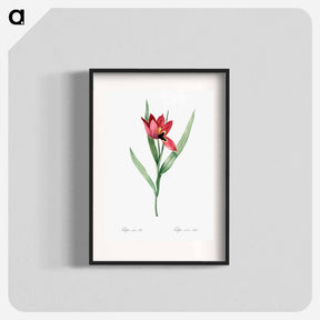 アートポスター-Tulipa oculus Colis - ピエール ジョゼフ ルドゥーテ Poster.