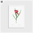 アートポストカード-Tulipa oculus Colis - ピエール ジョゼフ ルドゥーテ Postcard.