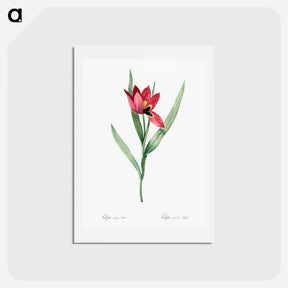 アートポストカード-Tulipa oculus Colis - ピエール ジョゼフ ルドゥーテ Postcard.