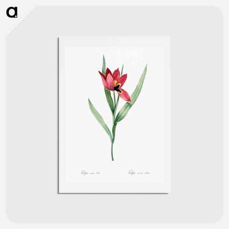 アートポストカード-Tulipa oculus Colis - ピエール ジョゼフ ルドゥーテ Postcard.