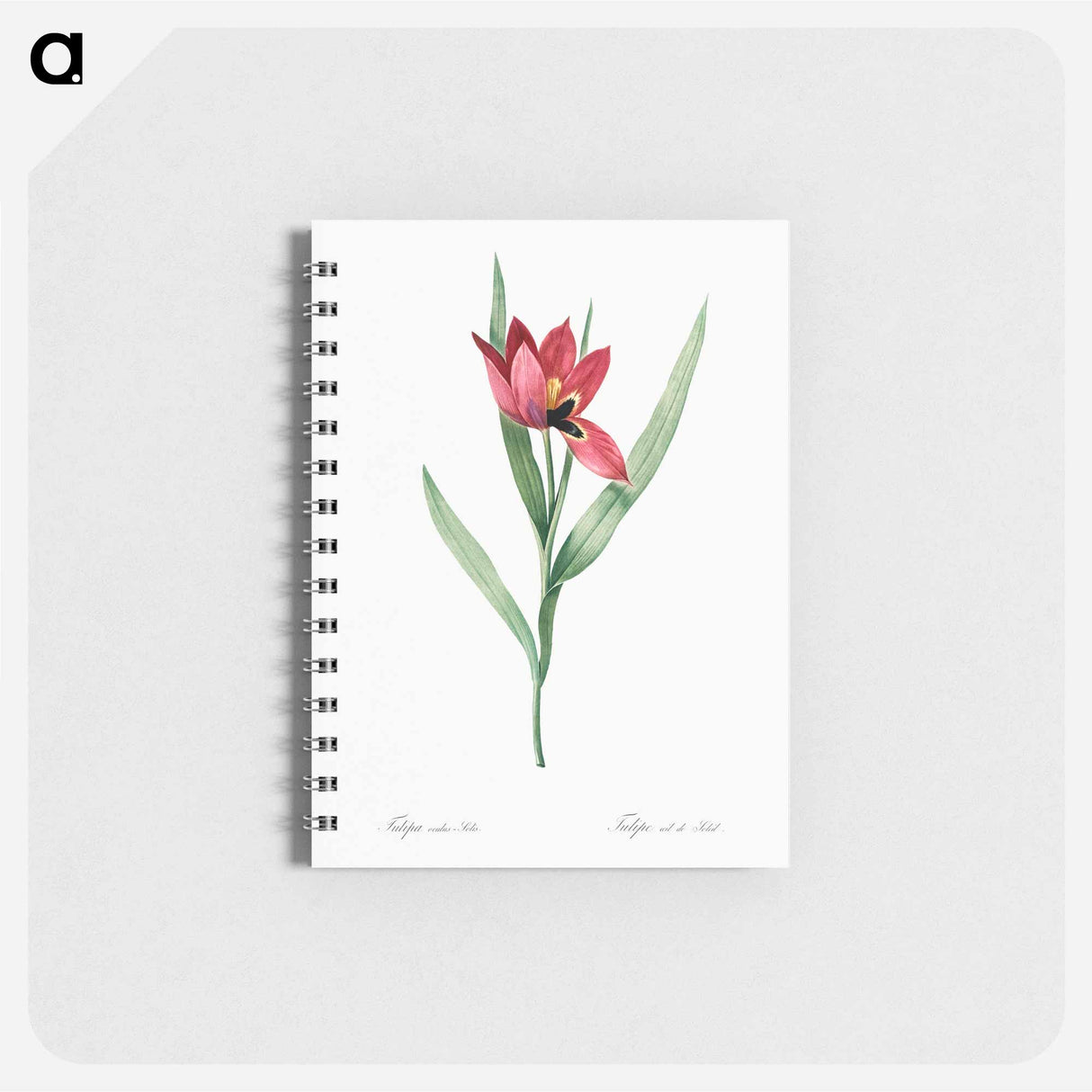 Tulipa oculus Colis - ピエール ジョゼフ ルドゥーテ Memo.