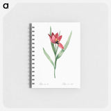 Tulipa oculus Colis - ピエール ジョゼフ ルドゥーテ Memo.