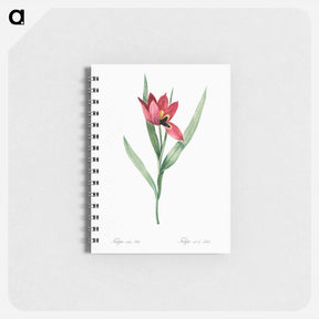 アートメモ帳-Tulipa oculus Colis - ピエール ジョゼフ ルドゥーテ Memo.