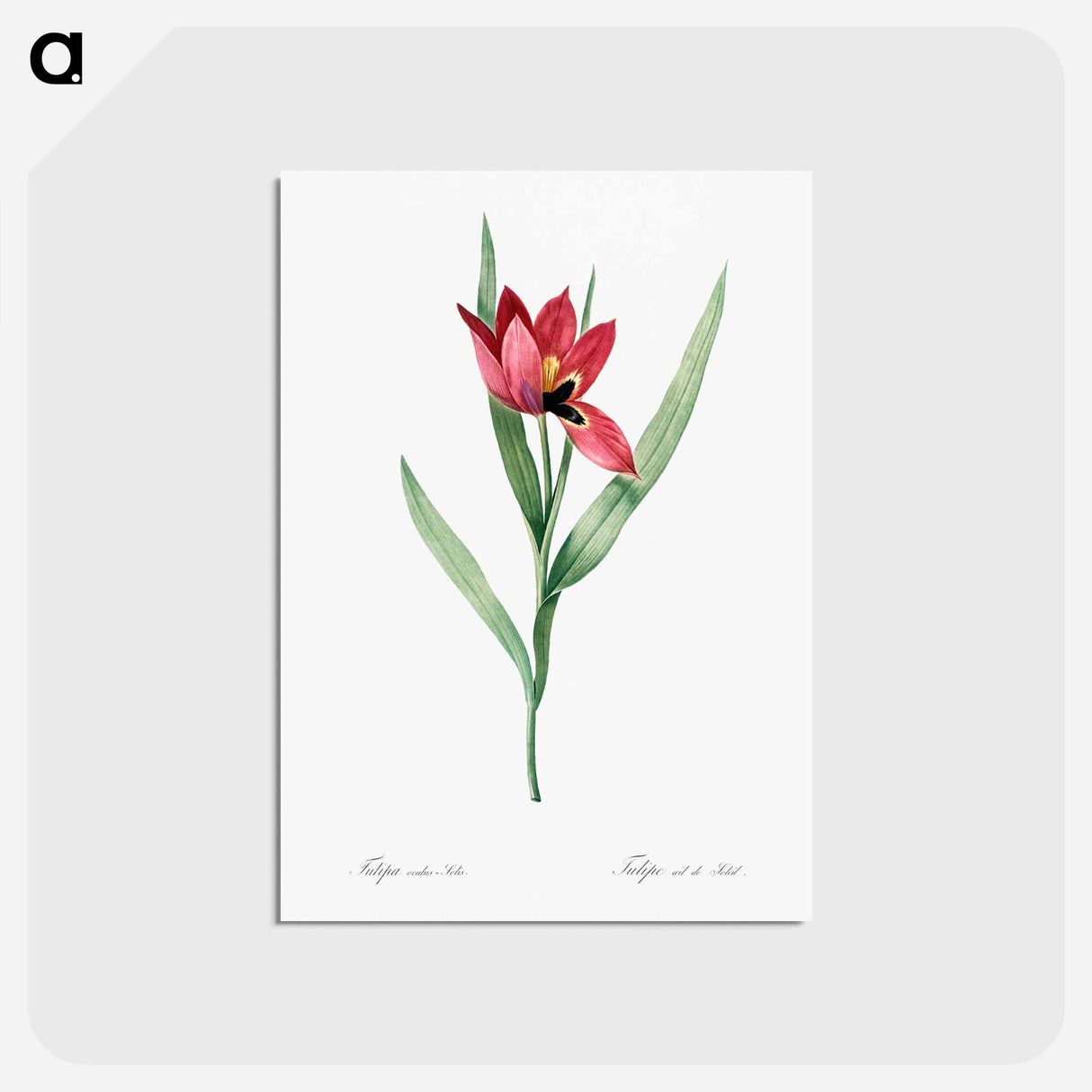アートポストカード-Tulipa oculus Colis - ピエール ジョゼフ ルドゥーテ Postcard.