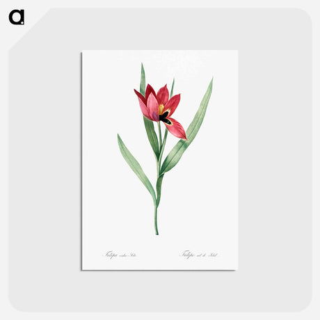 アートポストカード-Tulipa oculus Colis - ピエール ジョゼフ ルドゥーテ Postcard.
