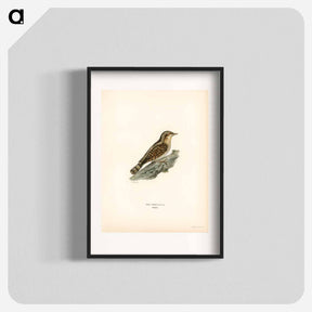 アートポスター-Eurasian Wryneck
 - スヴェンスカ フォグラル Poster.