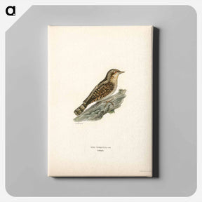 アートパネル-Eurasian Wryneck
 - スヴェンスカ フォグラル Canvas.