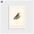 アートポストカード-Eurasian Wryneck
 - スヴェンスカ フォグラル Postcard.