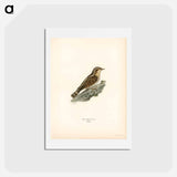アートポストカード-Eurasian Wryneck
 - スヴェンスカ フォグラル Postcard.