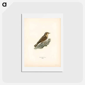 アートポストカード-Eurasian Wryneck
 - スヴェンスカ フォグラル Postcard.