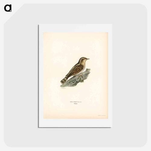Eurasian Wryneck
 - スヴェンスカ フォグラル Postcard.
