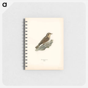 アートメモ帳-Eurasian Wryneck
 - スヴェンスカ フォグラル Memo.