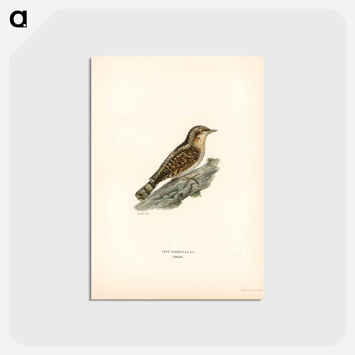 アートポストカード-Eurasian Wryneck
 - スヴェンスカ フォグラル Postcard.