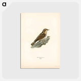 アートポストカード-Eurasian Wryneck
 - スヴェンスカ フォグラル Postcard.