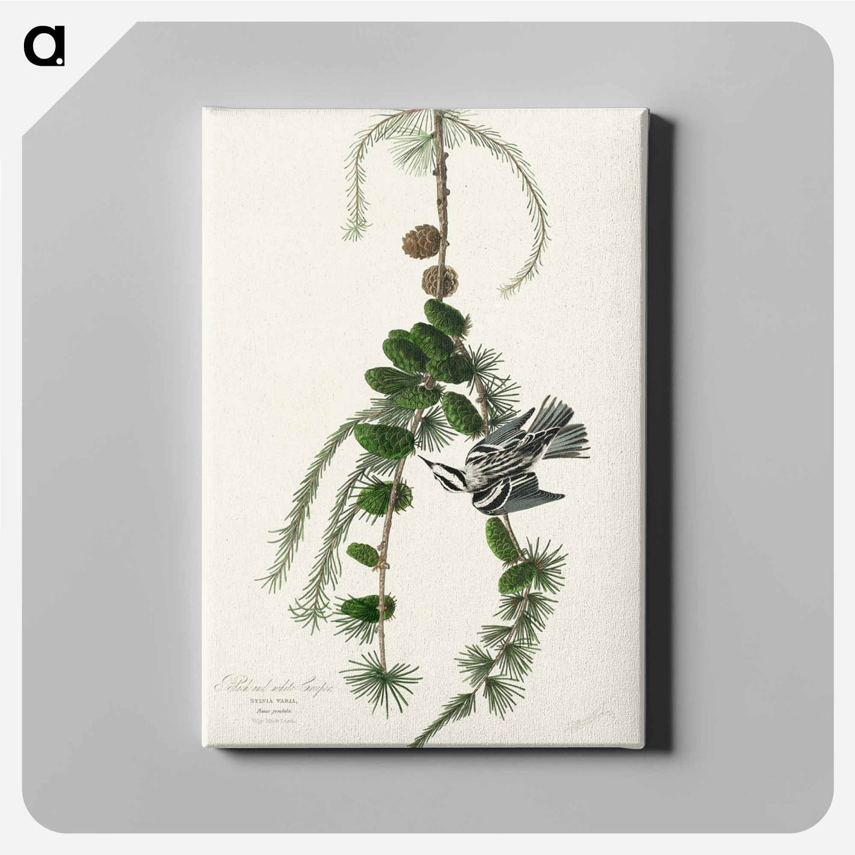 アートパネル-Black & White Creeper from Birds of America
 - アメリカの鳥たち Canvas.