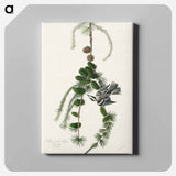 アートパネル-Black & White Creeper from Birds of America
 - アメリカの鳥たち Canvas.