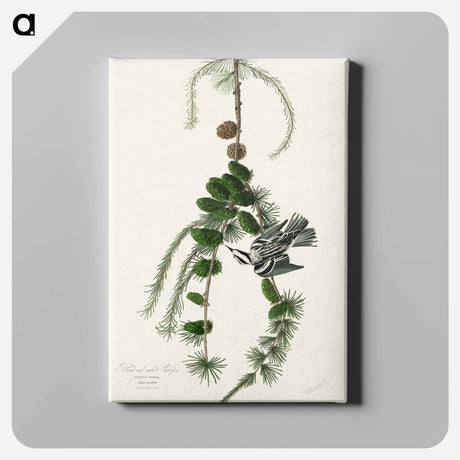 アートパネル-Black & White Creeper from Birds of America
 - アメリカの鳥たち Canvas.