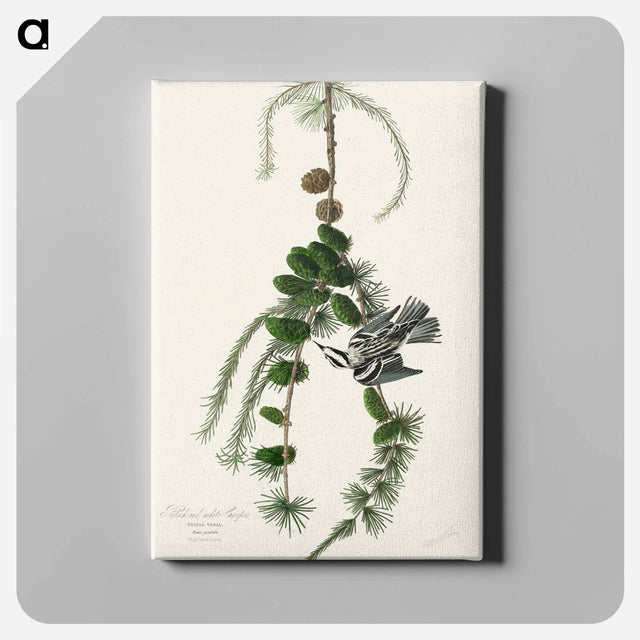 アートパネル-Black & White Creeper from Birds of America
 - アメリカの鳥たち Canvas.