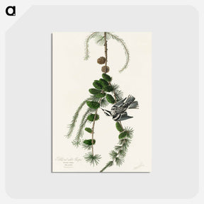 アートポストカード-Black & White Creeper from Birds of America
 - アメリカの鳥たち Postcard.