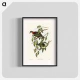 Superb Fruit Pigeon
 - オーストラリアの鳥 Poster.