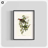 アートポスター-Superb Fruit Pigeon
 - オーストラリアの鳥 Poster.