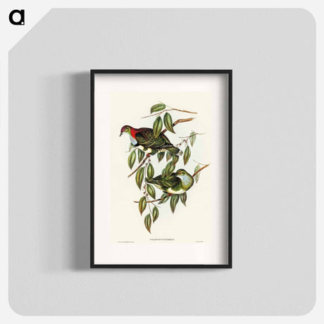 アートポスター-Superb Fruit Pigeon
 - オーストラリアの鳥 Poster.