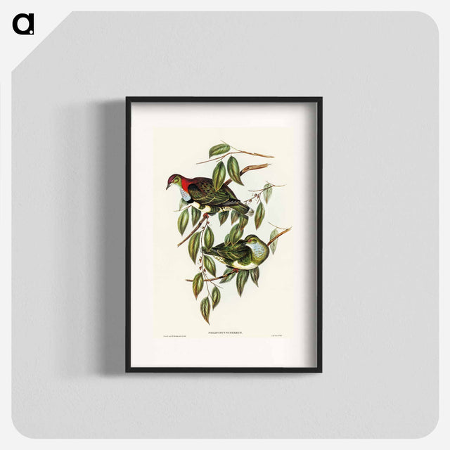 アートポスター-Superb Fruit Pigeon
 - オーストラリアの鳥 Poster.