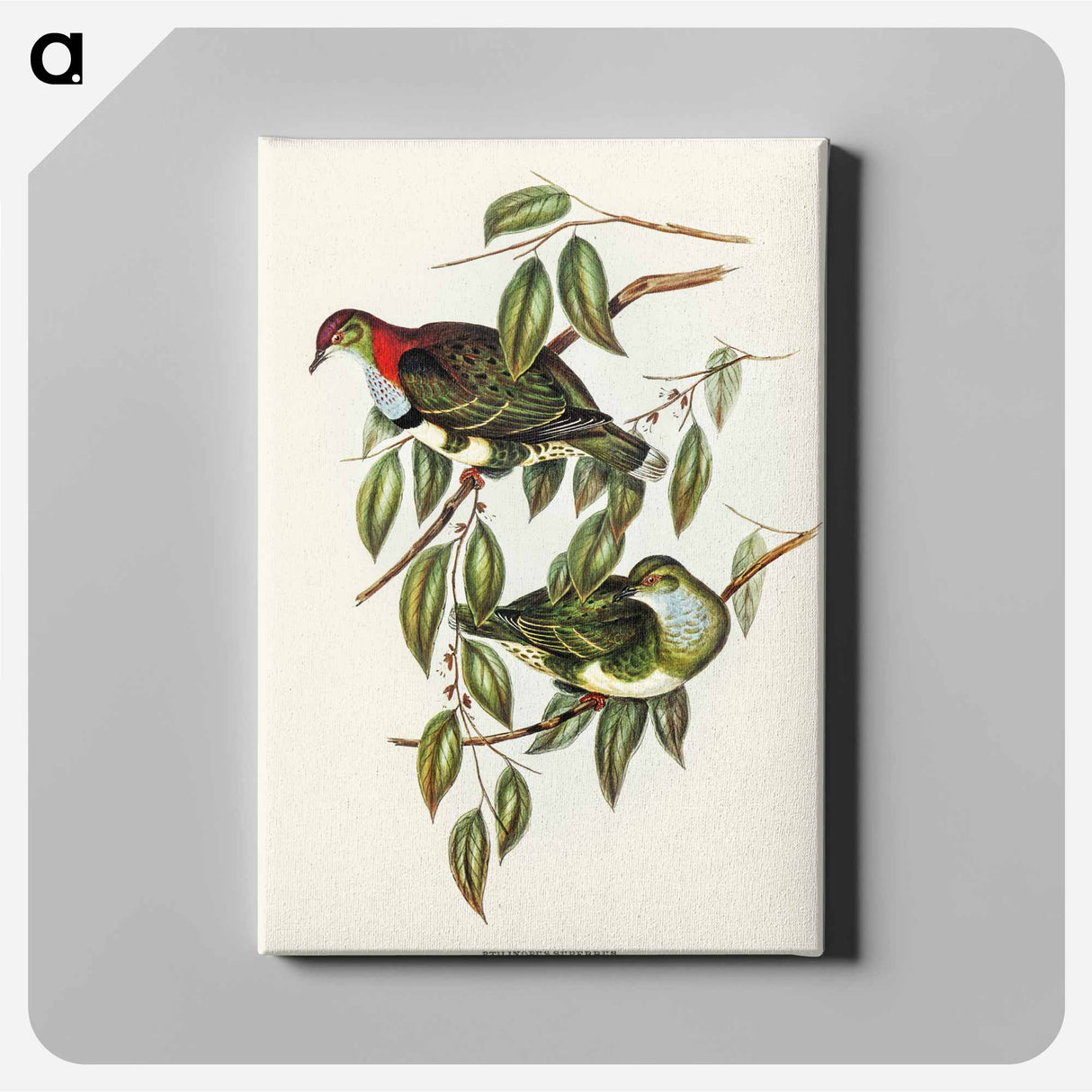 Superb Fruit Pigeon
 - オーストラリアの鳥 Canvas.