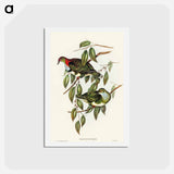 アートポストカード-Superb Fruit Pigeon
 - オーストラリアの鳥 Postcard.